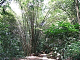 Herrliche großer Bambus